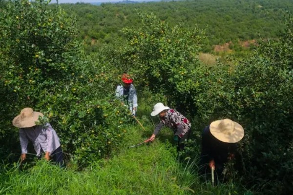 油茶冻害症状,根系受冻会导致植株萌芽晚或不整齐