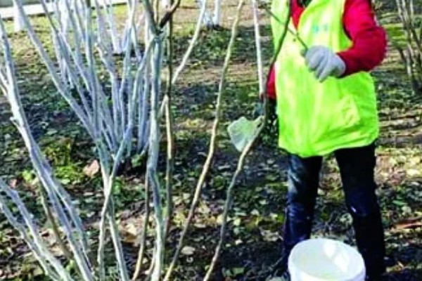 油茶冻害症状,根系受冻会导致植株萌芽晚或不整齐