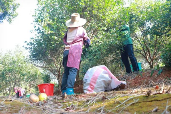 油茶冻害症状,根系受冻会导致植株萌芽晚或不整齐