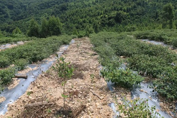 油茶冻害症状,根系受冻会导致植株萌芽晚或不整齐