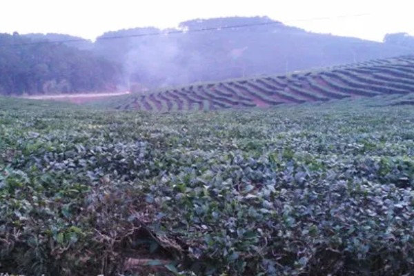 油茶冻害症状,根系受冻会导致植株萌芽晚或不整齐