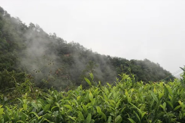 油茶冻害症状,根系受冻会导致植株萌芽晚或不整齐