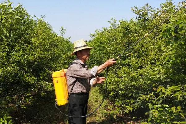 油茶冻害症状,根系受冻会导致植株萌芽晚或不整齐