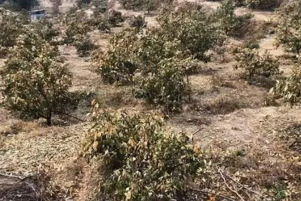 油茶冻害症状,根系受冻会导致植株萌芽晚或不整齐