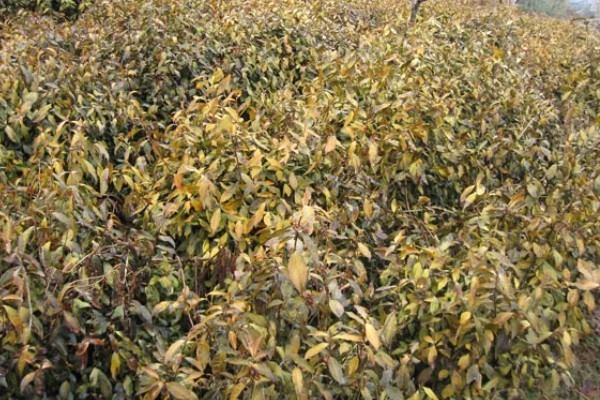 油茶冻害症状,根系受冻会导致植株萌芽晚或不整齐