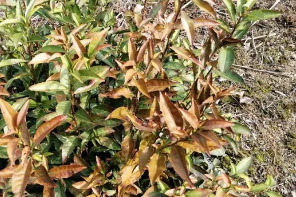 油茶冻害症状,根系受冻会导致植株萌芽晚或不整齐