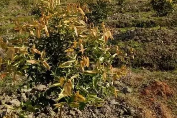 油茶冻害症状,根系受冻会导致植株萌芽晚或不整齐