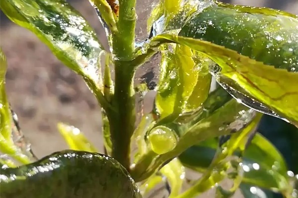 油茶冻害症状,根系受冻会导致植株萌芽晚或不整齐