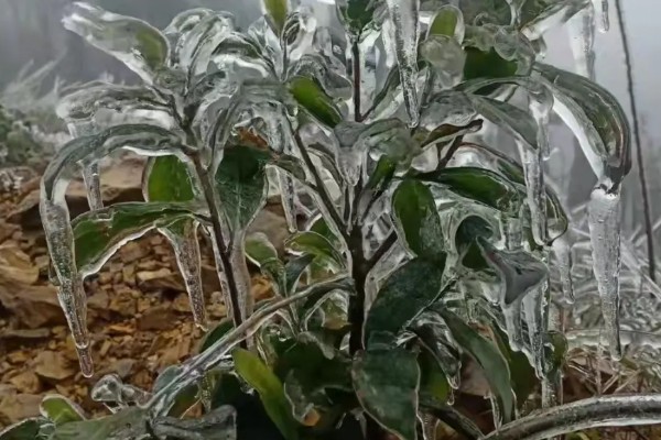 油茶冻害症状,根系受冻会导致植株萌芽晚或不整齐