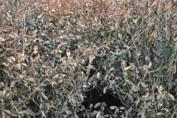 油茶冻害症状,根系受冻会导致植株萌芽晚或不整齐