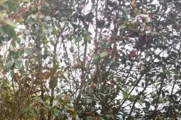 油茶冻害症状,根系受冻会导致植株萌芽晚或不整齐