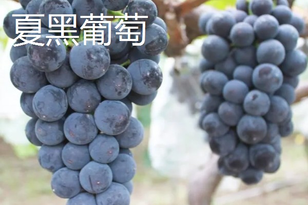 葡萄的主产区,安徽、新疆、山东等省区都有产出