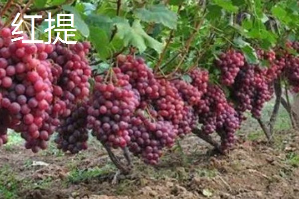 葡萄的主产区,安徽、新疆、山东等省区都有产出