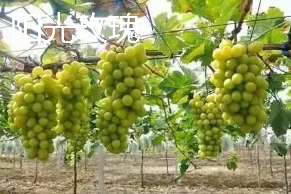 葡萄的主产区,安徽、新疆、山东等省区都有产出
