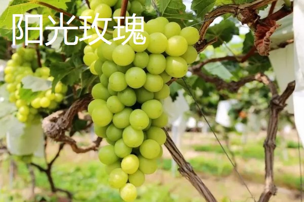 葡萄的主产区,安徽、新疆、山东等省区都有产出