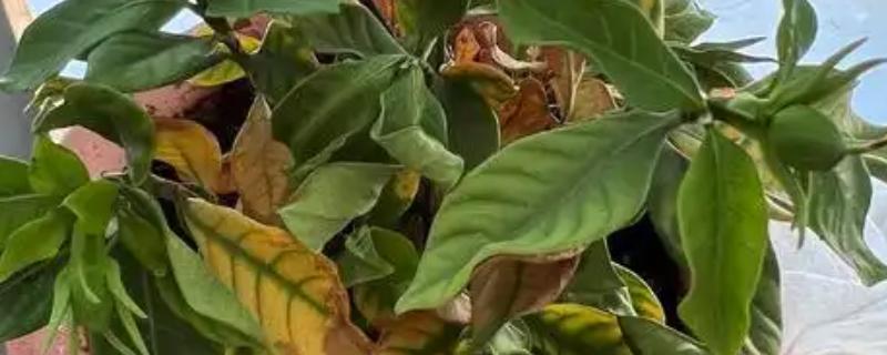 栀子花叶片蔫了怎么补救，盆土表面见干就要浇水