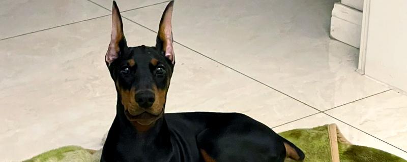 狗狗如何缠胶布立耳，用纸胶竖着贴满耳朵内侧