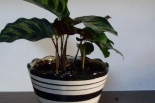 猫眼竹芋的浇水方法,生长旺季每隔1-3天浇一次
