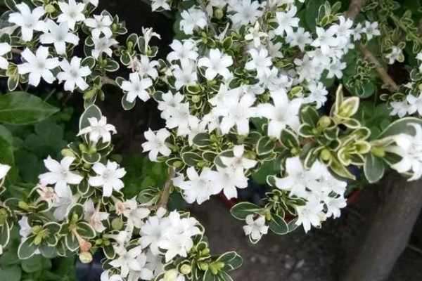 六月雪的寓意是什么，寓意不能缺的配角、友谊永存等