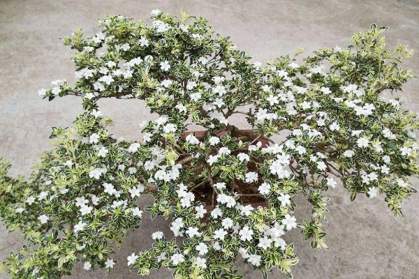 六月雪的寓意是什么，寓意不能缺的配角、友谊永存等