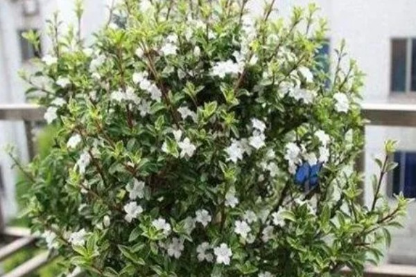 六月雪的寓意是什么，寓意不能缺的配角、友谊永存等