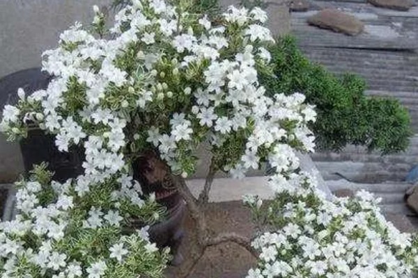 六月雪的寓意是什么，寓意不能缺的配角、友谊永存等