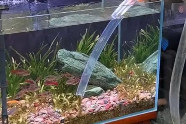 新手养鱼怎么换水,自来水需要先困水
