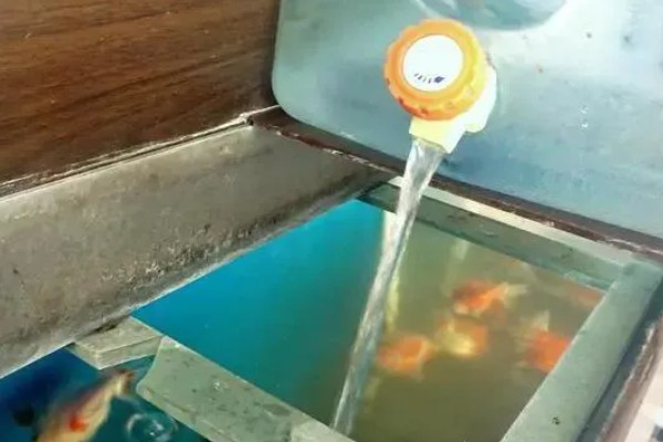 新手养鱼怎么换水,自来水需要先困水
