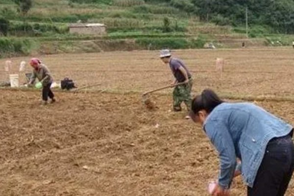 香菜如何种植，播种之前要对种子进行处理