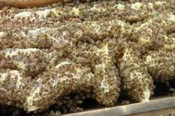 蜜蜂春繁的注意事项，宁迟勿早
