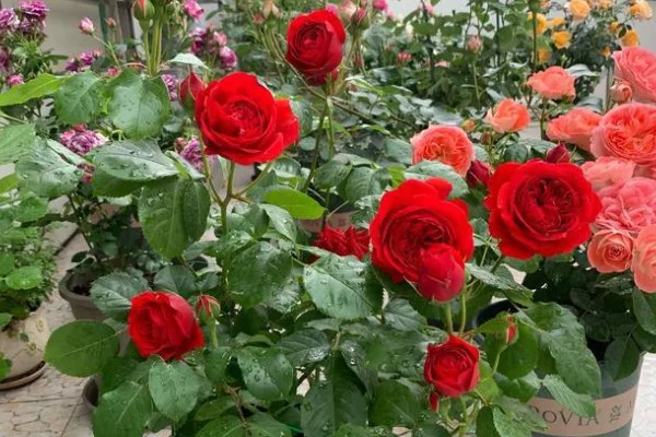 红色月季有哪些花语，代表爱恋、贞洁等含义