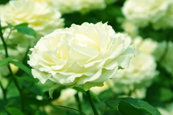 红色月季有哪些花语，代表爱恋、贞洁等含义