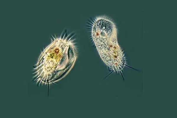 草履虫是动物吗，草履虫是动物