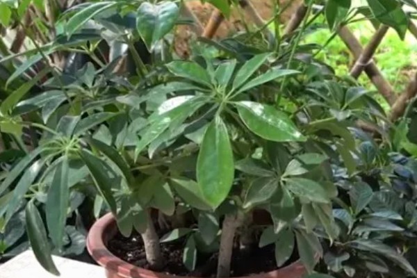 鸭脚木的扦插方法，应选在春秋季节进行