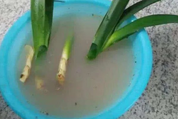 多菌灵的使用误区,常见以下3种误区
