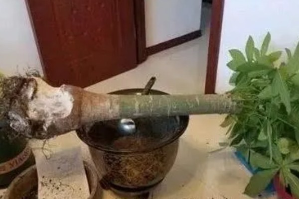 多菌灵的使用误区,常见以下3种误区