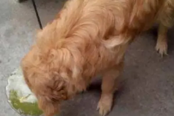 不能给狗狗吃的食物，有巧克力、洋葱等