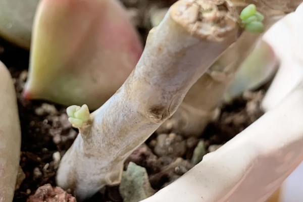 多肉植物怎样断头移植，浇水时要注意水量与频次