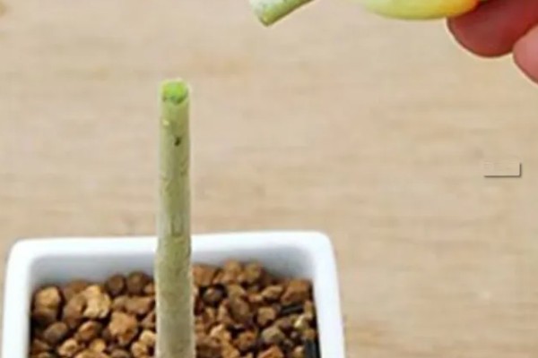 多肉植物怎样断头移植，浇水时要注意水量与频次