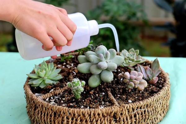 多肉植物怎样断头移植，浇水时要注意水量与频次