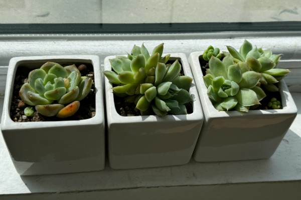 多肉植物怎样断头移植，浇水时要注意水量与频次