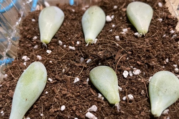 多肉植物怎样断头移植，浇水时要注意水量与频次