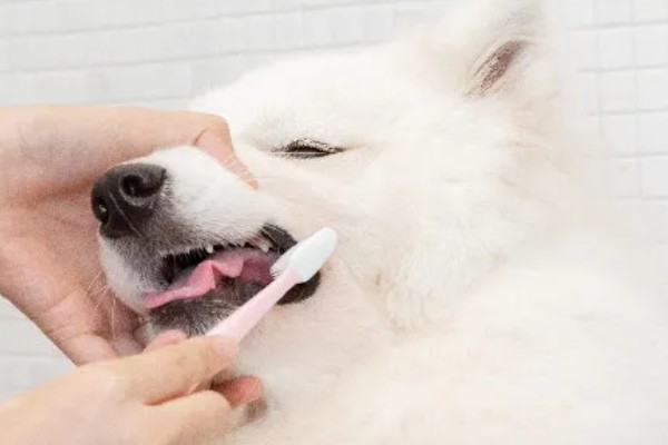 狗得了口腔炎症怎么办,平时可多补充B族维生素