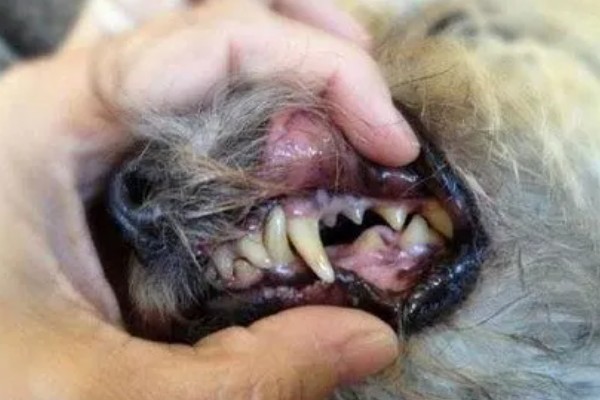 狗得了口腔炎症怎么办,平时可多补充B族维生素