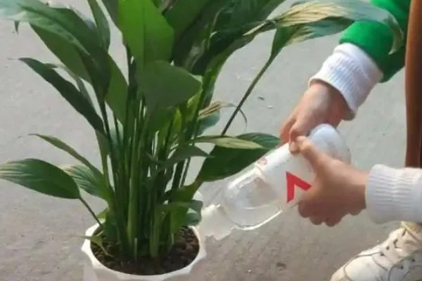 一帆风顺花谢了如何修剪,将开败的残花用斜切的方法剪掉