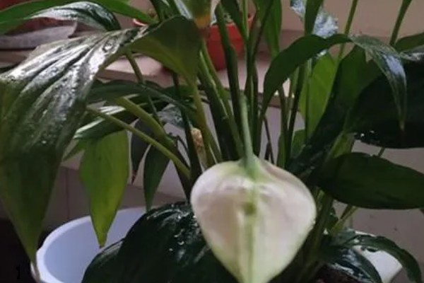 一帆风顺花谢了如何修剪,将开败的残花用斜切的方法剪掉
