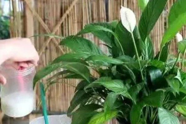 一帆风顺花谢了如何修剪,将开败的残花用斜切的方法剪掉