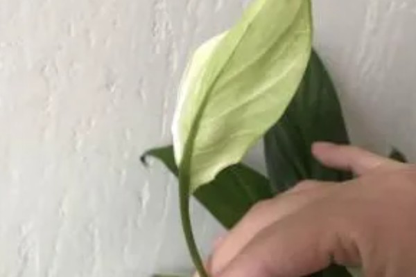 一帆风顺花谢了如何修剪,将开败的残花用斜切的方法剪掉