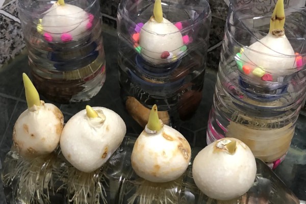 洋水仙怎么养殖,生长阶段每隔2-3天浇一次水