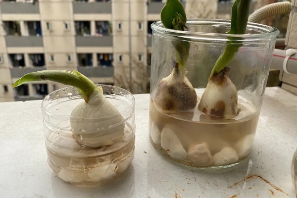 洋水仙怎么养殖,生长阶段每隔2-3天浇一次水